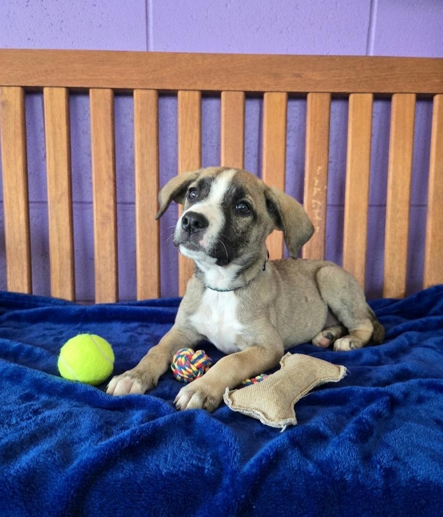 **MURPHY**, a Adoptable mixed breed in North Prairie, WI image 2/3