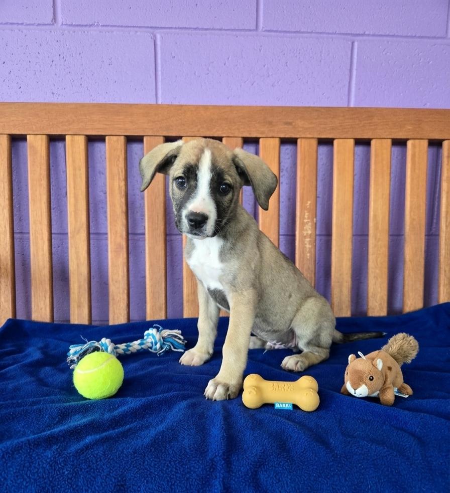 **MURPHY**, a Adoptable mixed breed in North Prairie, WI image 3/3