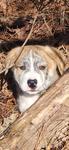 Enlarge Tootles, a Adoptable mixed breed in Tylertown, MS image 1/1