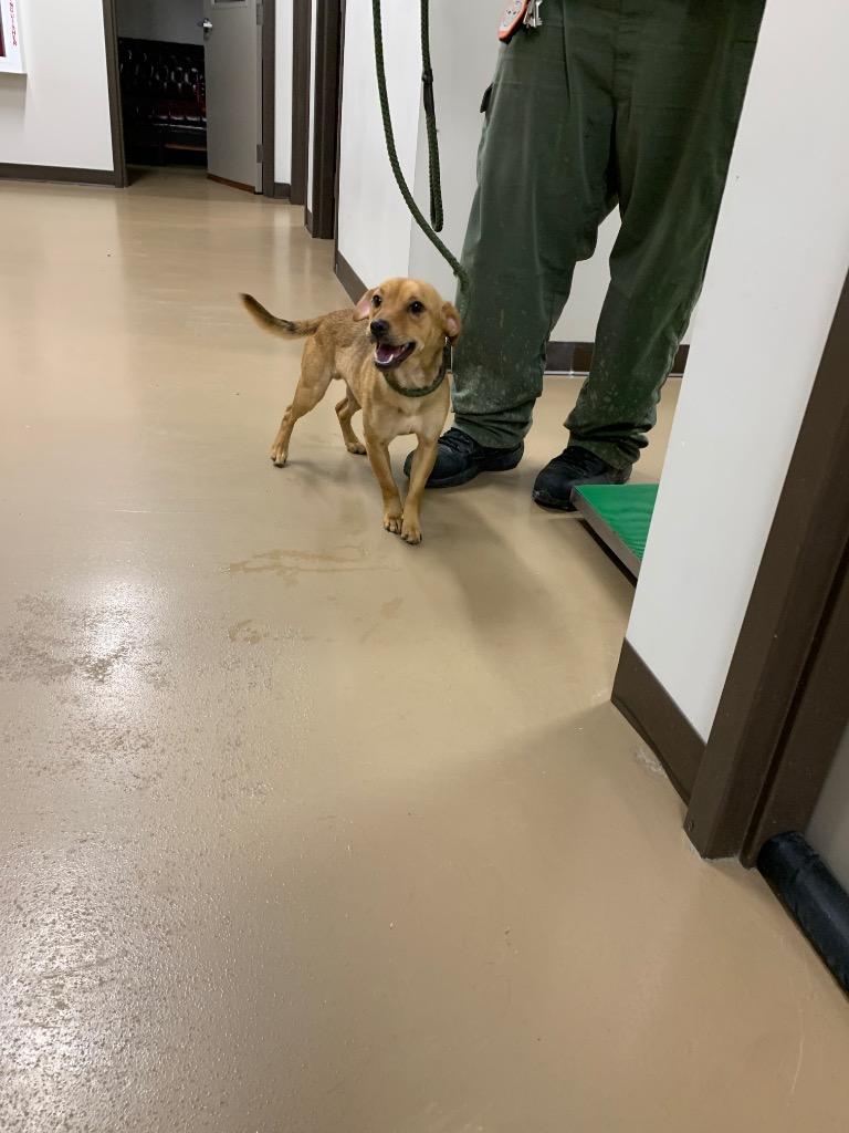 Astro, Adoptable, Young Male Chihuahua & Beagle.