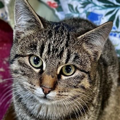 Enlarge Dave, a ADOPTABLE mixed breed in Rapid City, SD image 1/1