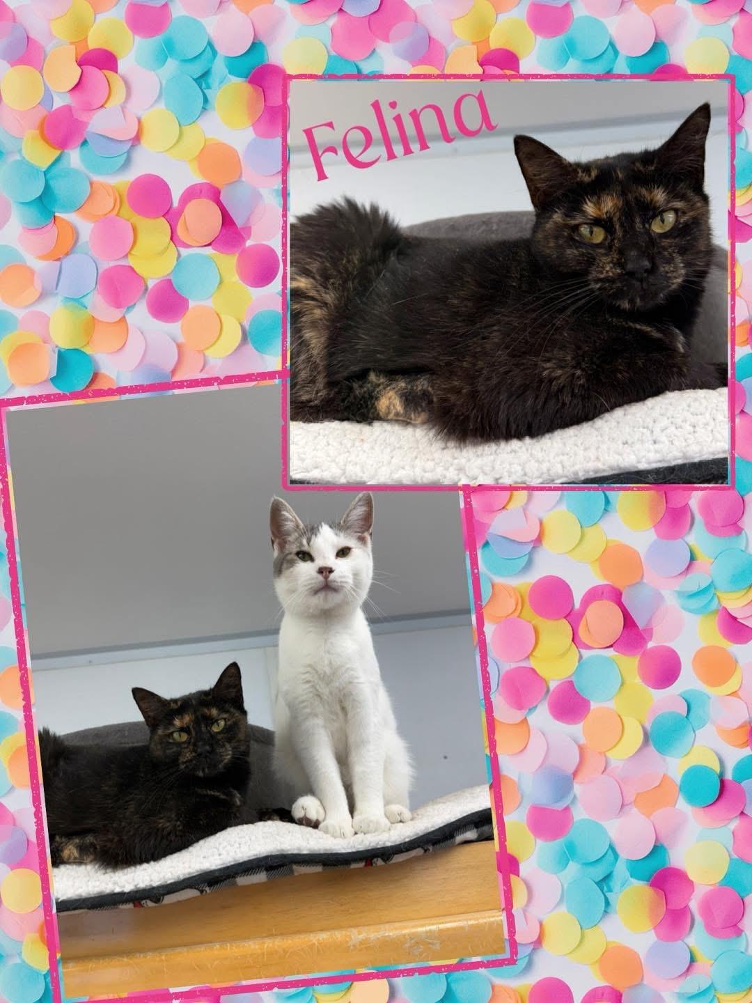 Felina, Adoptable, Adult Female Domestic Short Hair.