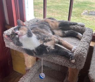 Enlarge Carly, an adopted Domestic Short Hair in Albany, NY image 4/5