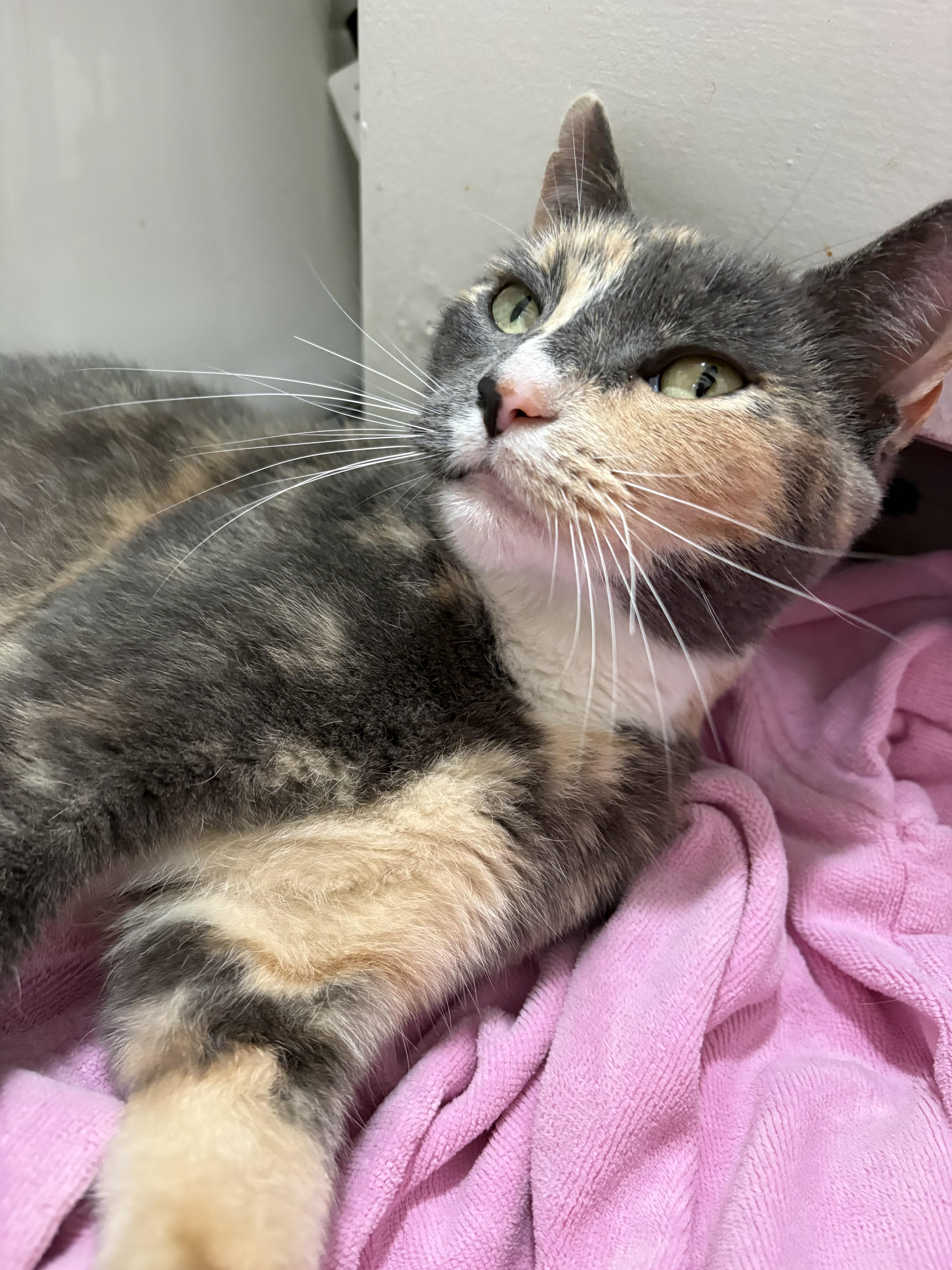 Enlarge Carly, an adopted Domestic Short Hair in Albany, NY image 2/5