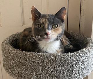 Enlarge Carly, an adopted Domestic Short Hair in Albany, NY image 3/5