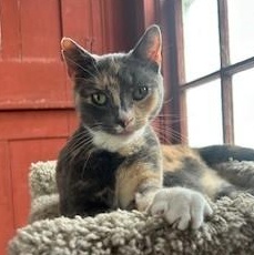 Enlarge Carly, an adopted Domestic Short Hair in Albany, NY image 1/5