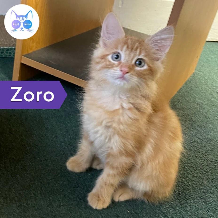 Zoro, adopted, Young Male Domestic Long Hair.
