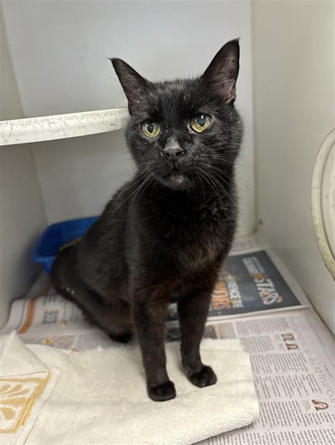 SALEM, Adoptable, Adult Male Domestic Short Hair.