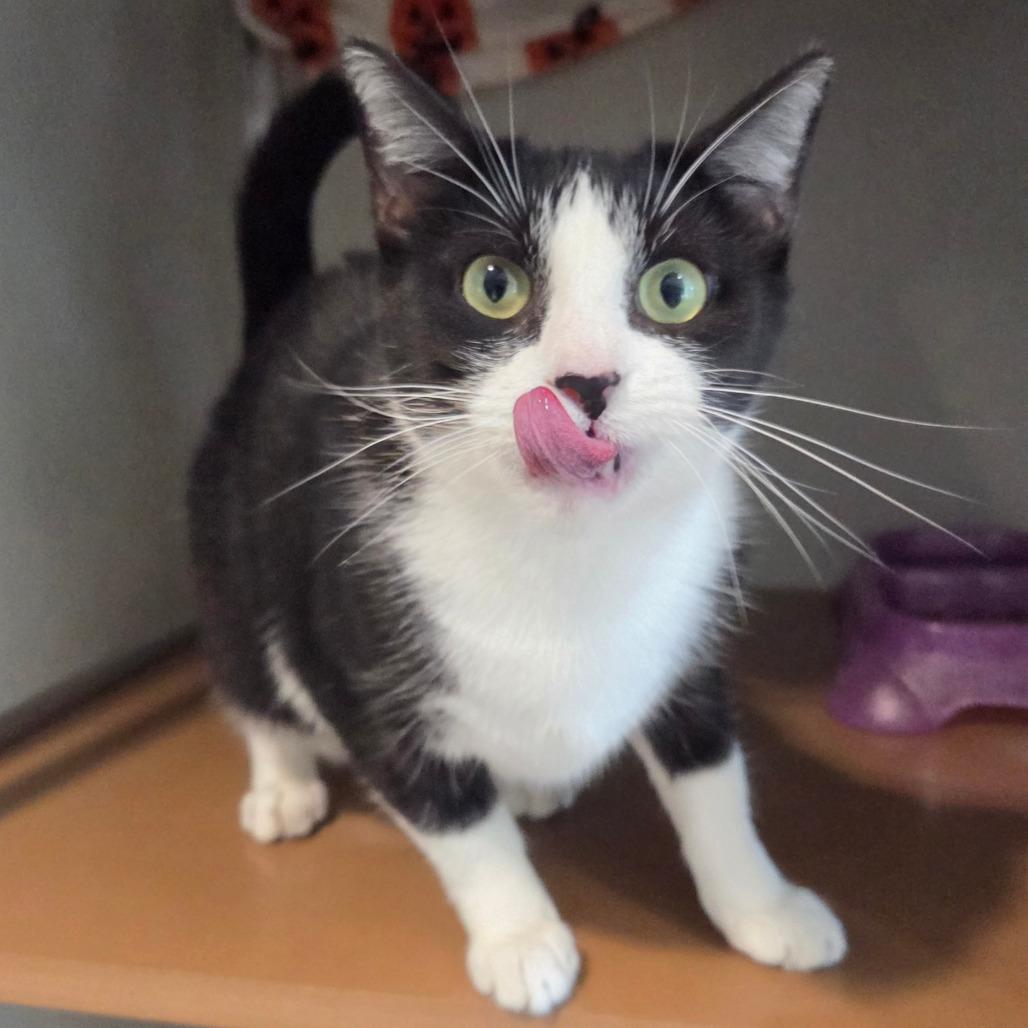 Pixel, Adoptable, Young Female Domestic Short Hair.