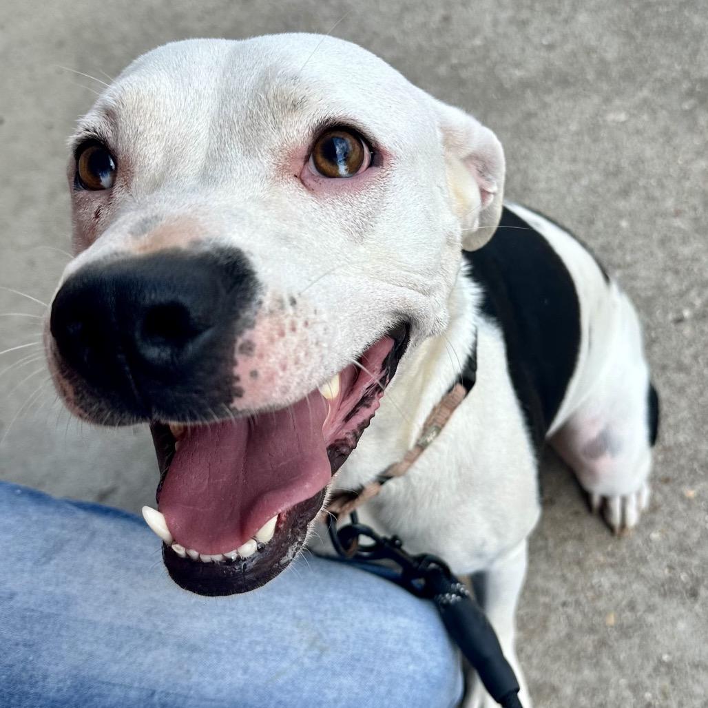 Chunk FC JH, a Adoptable mixed breed in Union, MO image 1/4