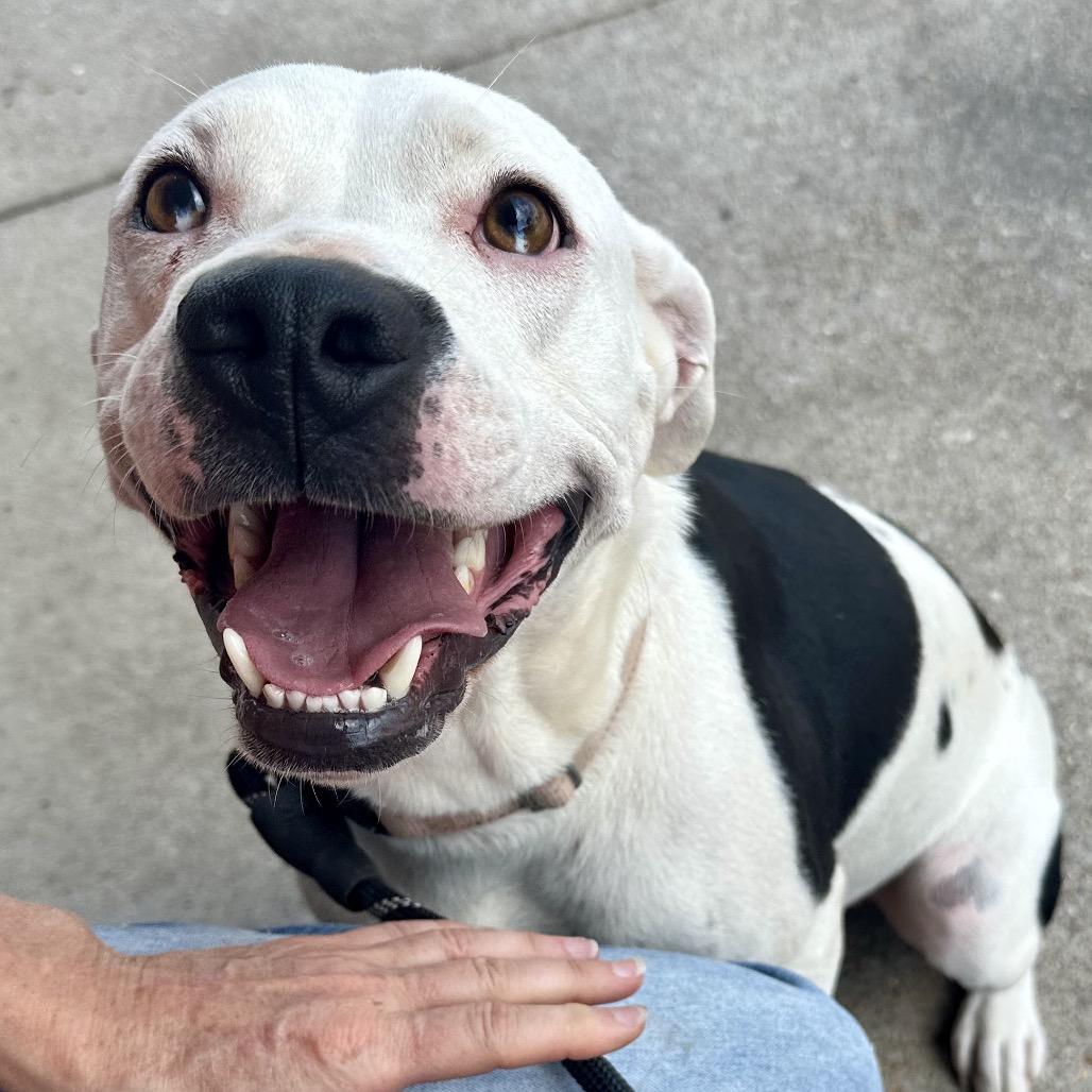 Chunk FC JH, a Adoptable mixed breed in Union, MO image 2/4