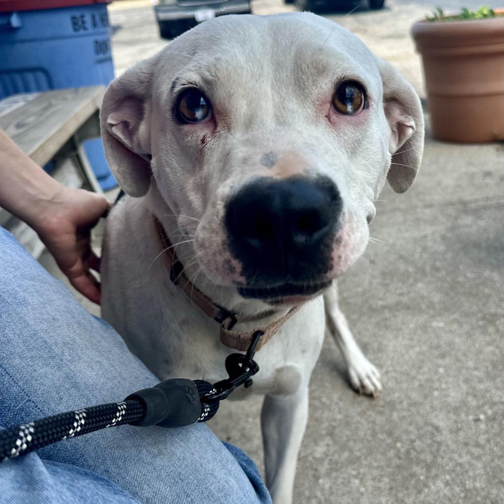 Chunk FC JH, a Adoptable mixed breed in Union, MO image 3/4