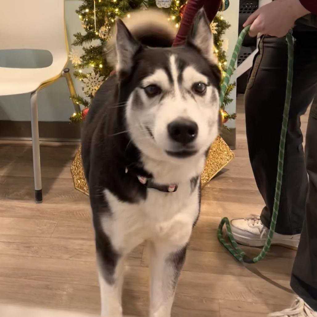 Enlarge Champagne, a Adoptable Husky in Chesapeake, VA image 1/4