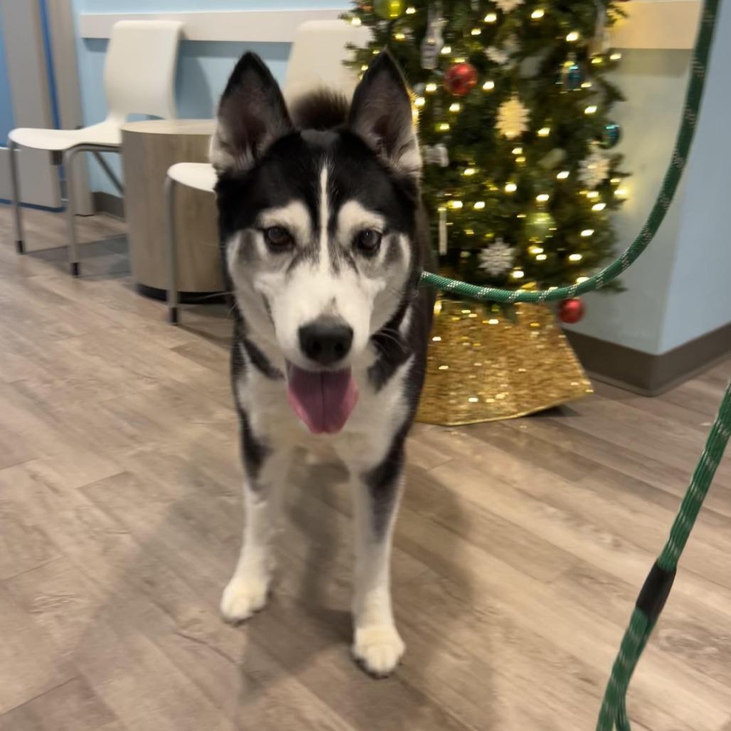 Enlarge Champagne, a Adoptable Husky in Chesapeake, VA image 2/4