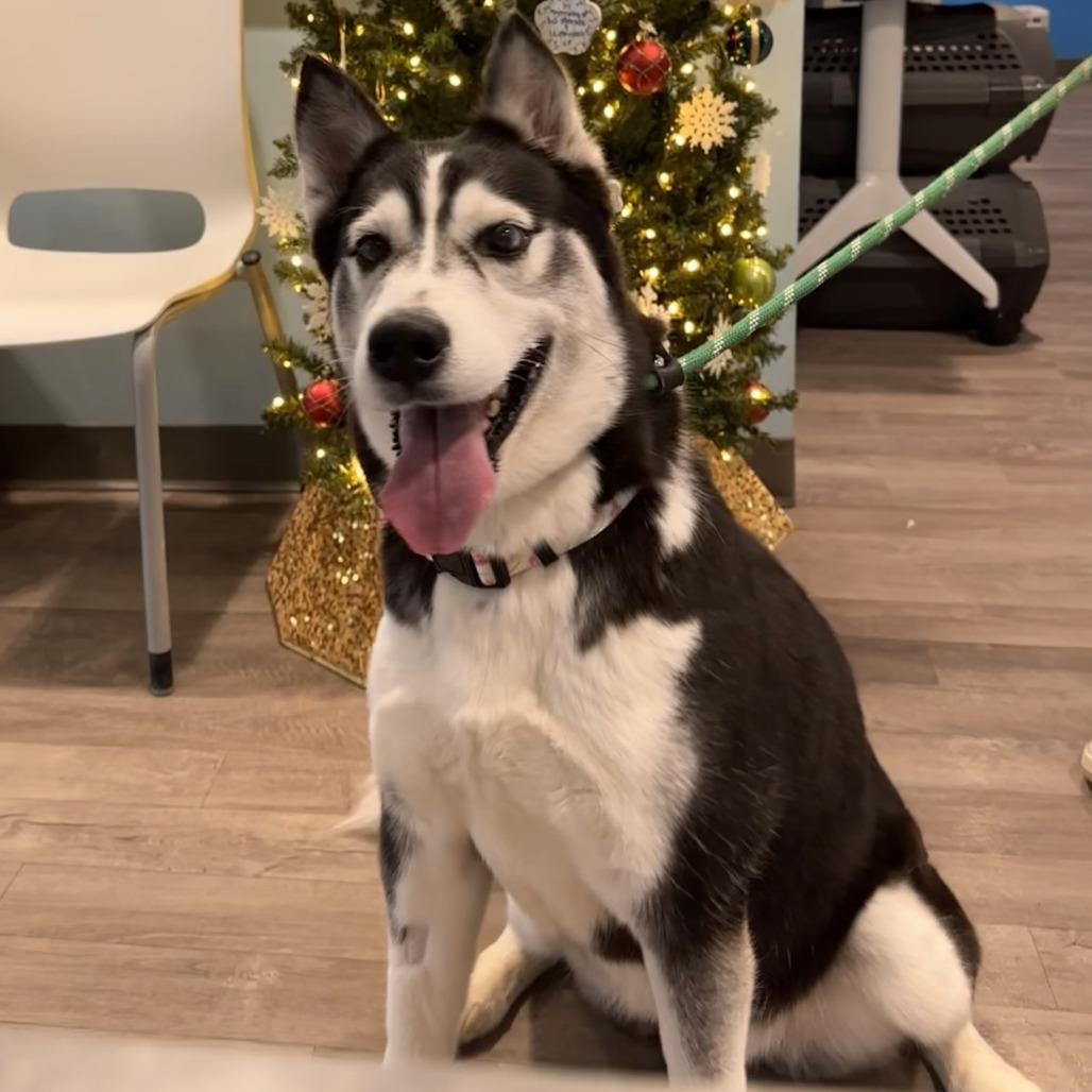 Enlarge Champagne, a Adoptable Husky in Chesapeake, VA image 3/4