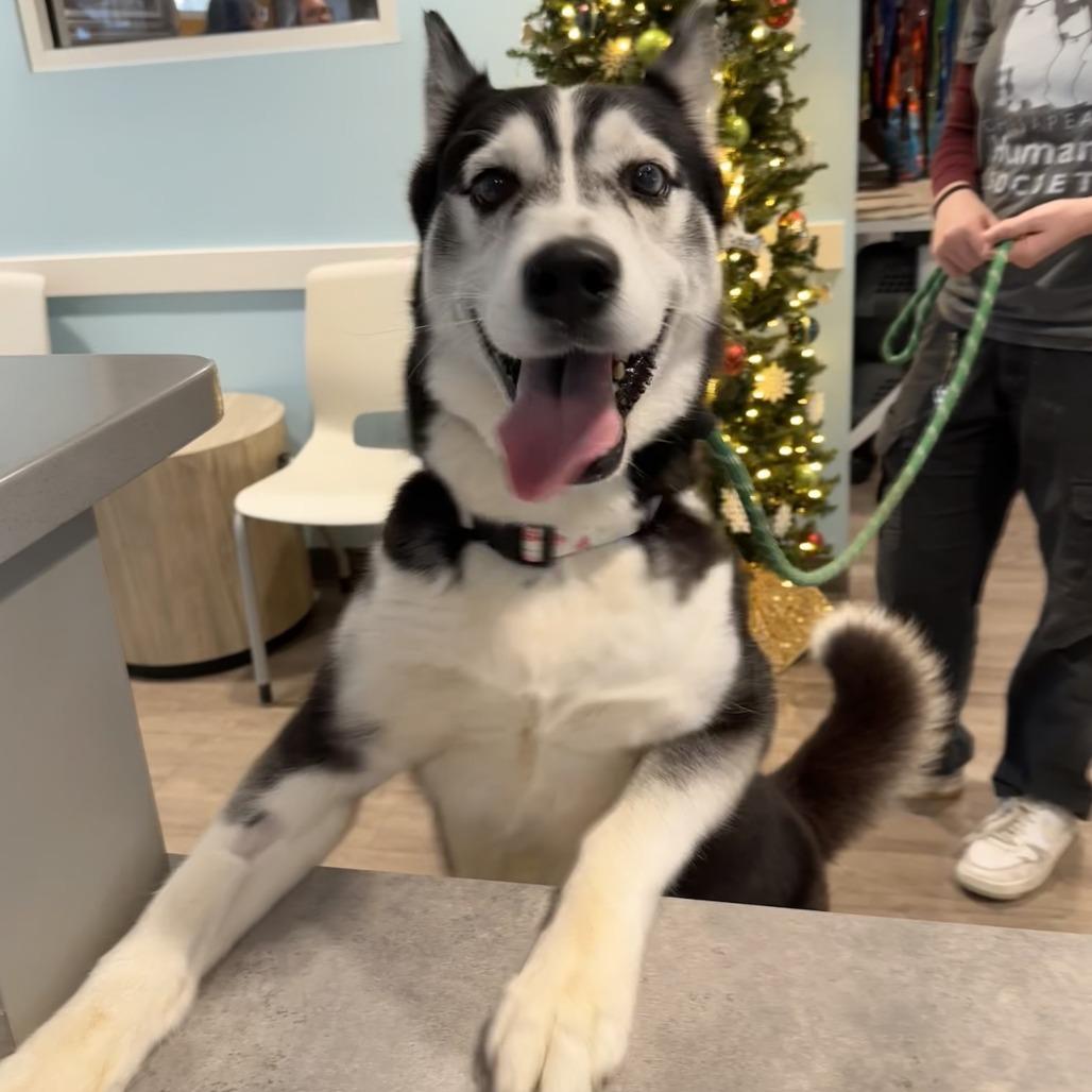 Enlarge Champagne, a Adoptable Husky in Chesapeake, VA image 4/4