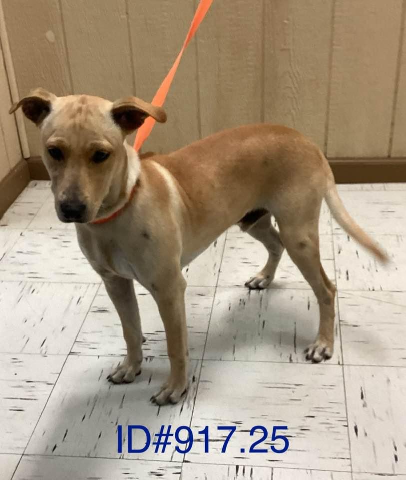 #917.25 - "Santana", Adoptable, Young Male Pit Bull Terrier.