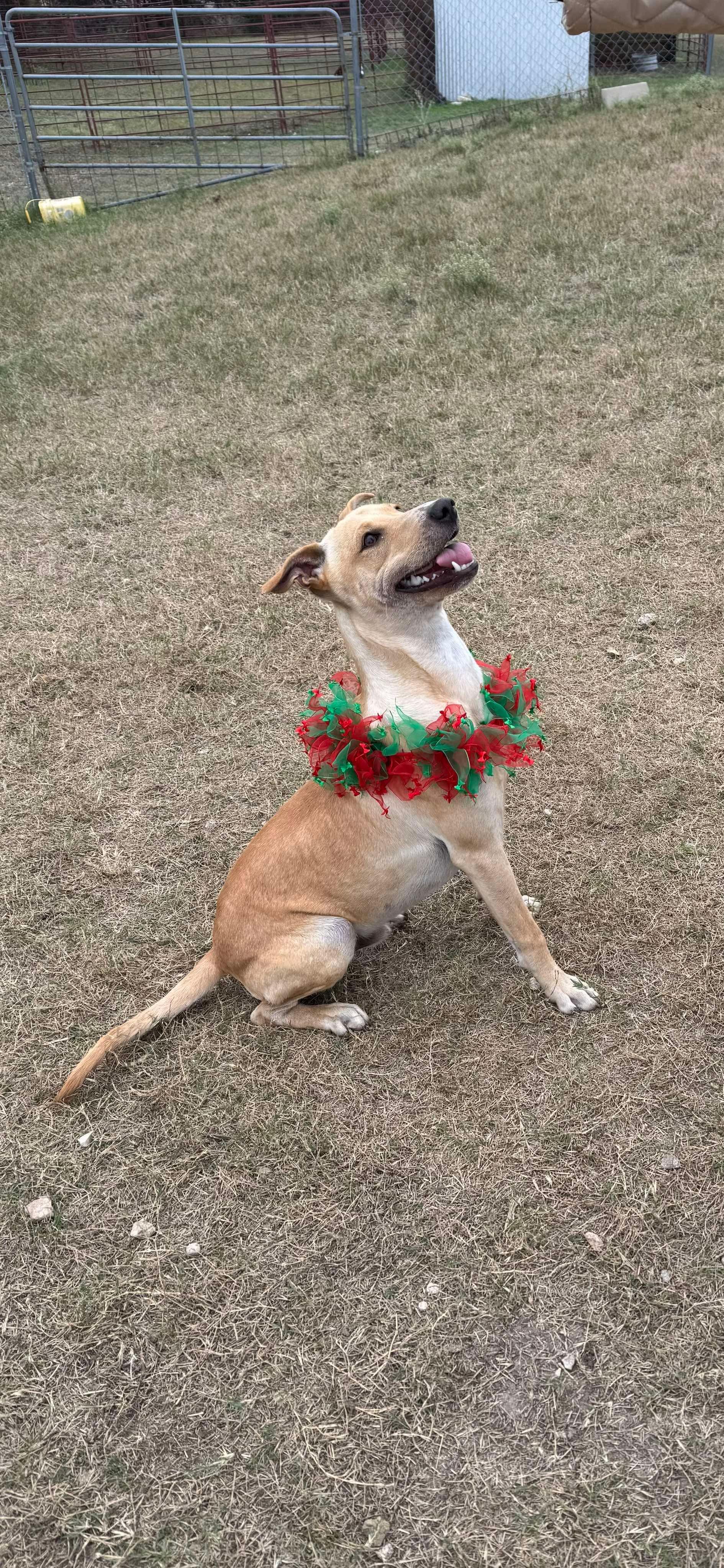 Enlarge #917.25  - "Santana", a Adoptable mixed breed in Kerrville, TX image 2/3