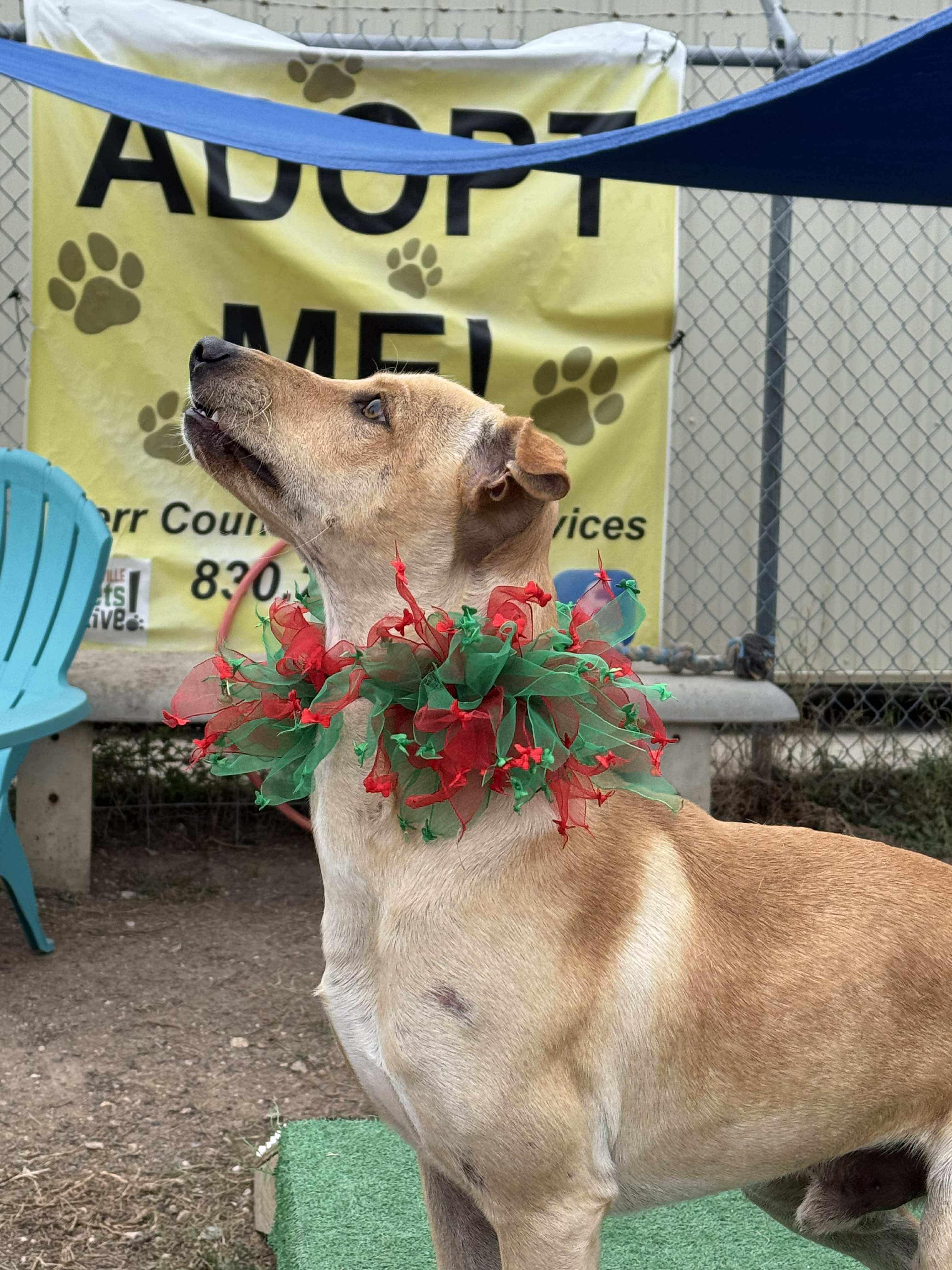 Enlarge #917.25  - "Santana", a Adoptable mixed breed in Kerrville, TX image 3/3