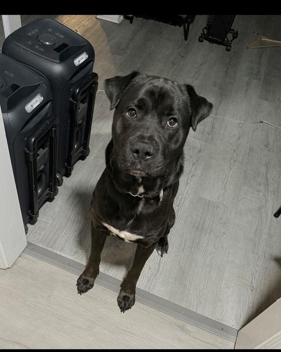 Enlarge ~Courtesy ~ Bentley , a ADOPTABLE Black Labrador Retriever in Mobile, AL image 1/1