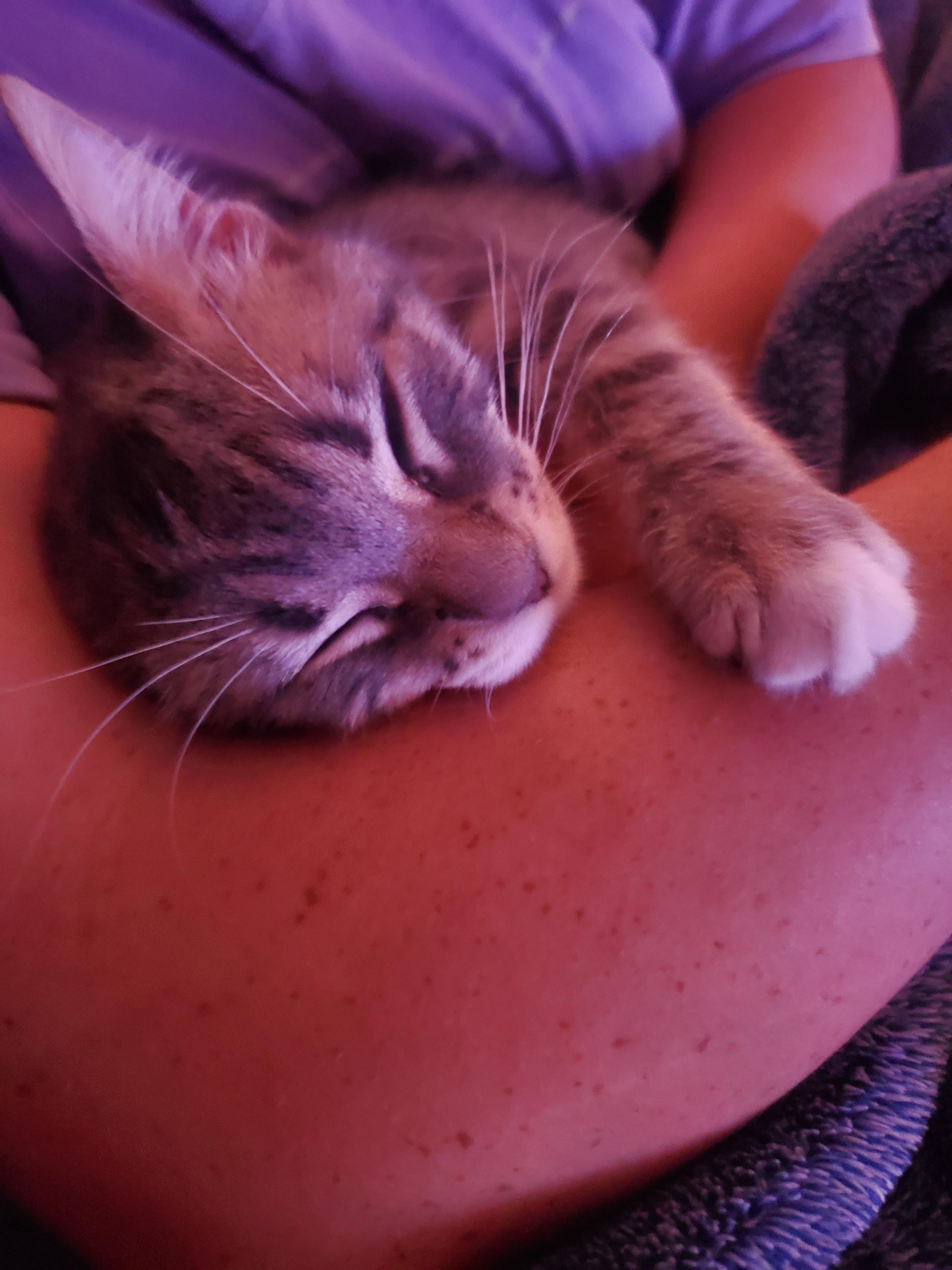 Enlarge Gris, a Adoptable Domestic Short Hair in Hebron, KY image 3/6