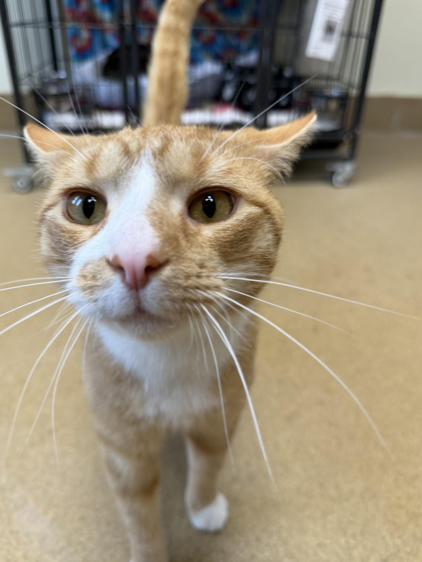 Ramen, ADOPTABLE, Adult Male Domestic Short Hair.