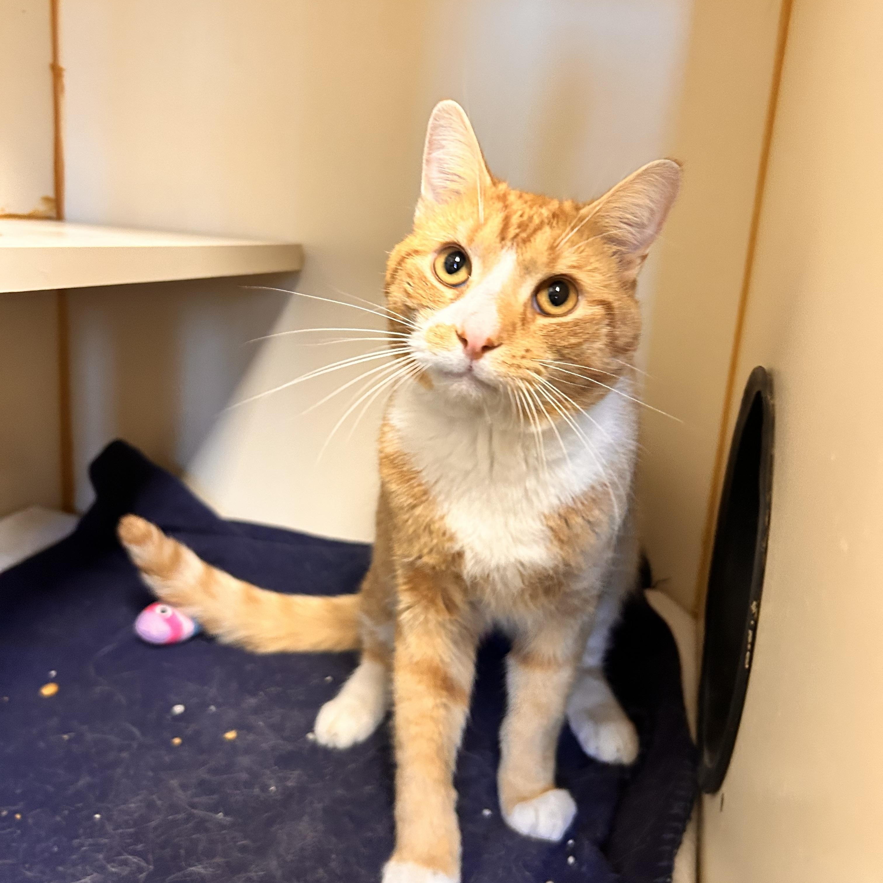 Enlarge Ramen, a ADOPTABLE Domestic Short Hair in Myerstown, PA image 3/3