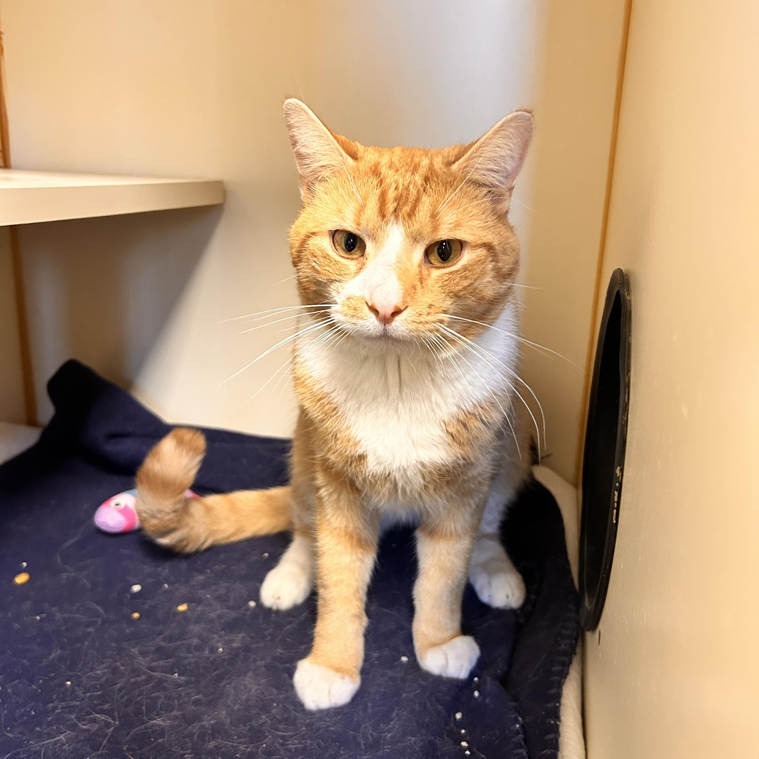 Enlarge Ramen, a ADOPTABLE Domestic Short Hair in Myerstown, PA image 2/3