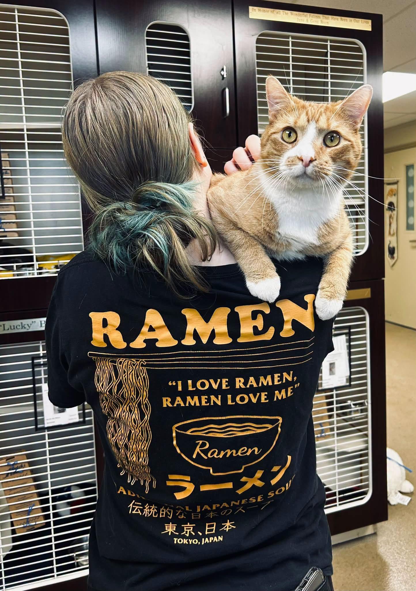 Enlarge Ramen, a Adoption Pending Domestic Short Hair in Myerstown, PA image 1/4