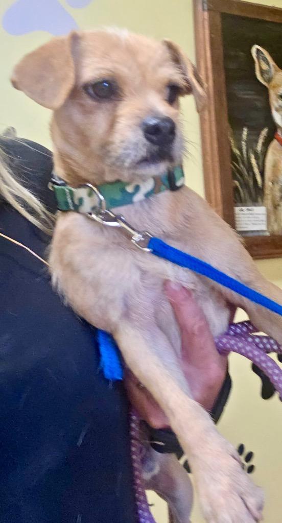 Enlarge Stewart, a Adopted mixed breed in Thayne, WY image 2/2