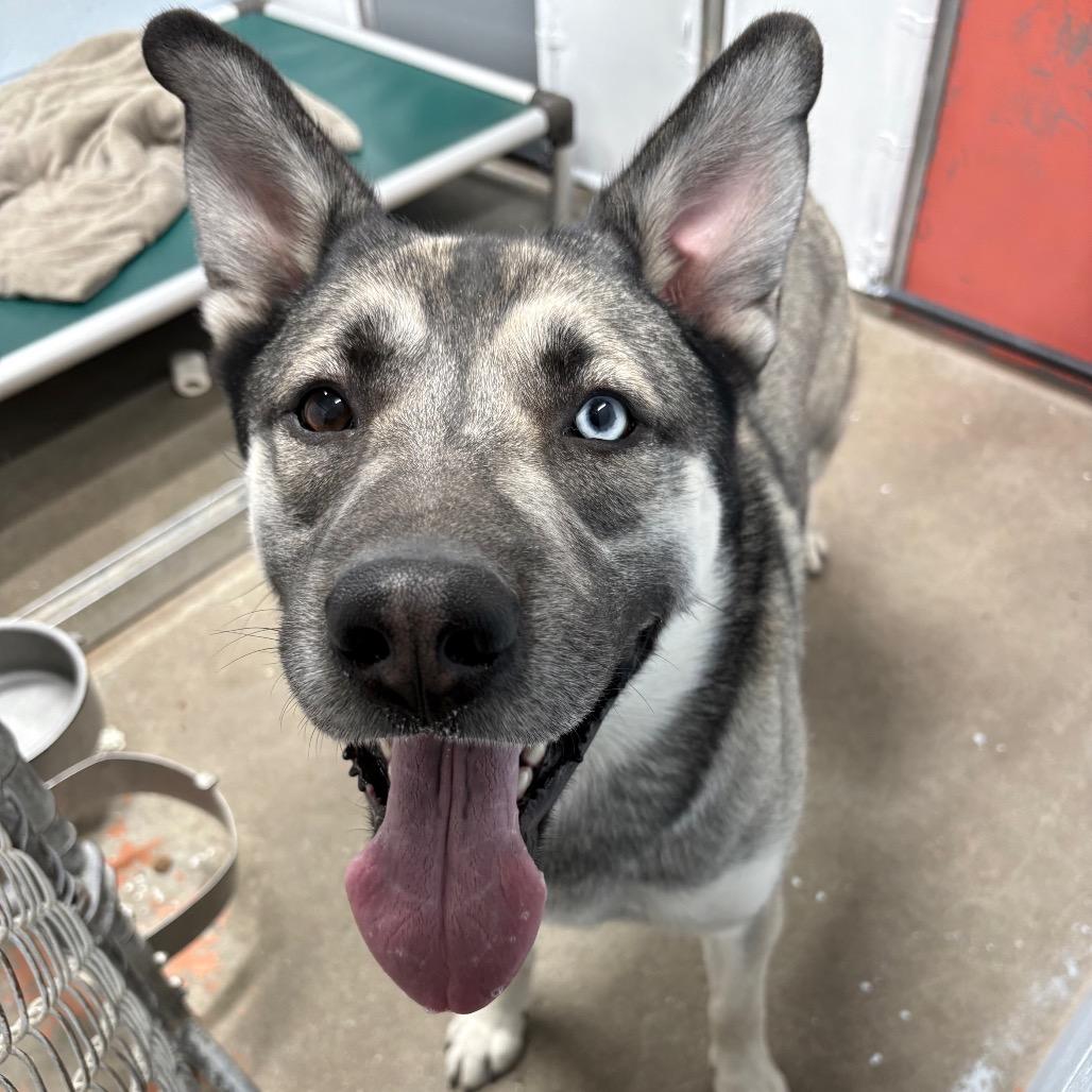 Enlarge Polar, a ADOPTABLE Husky in Crookston, MN image 2/2