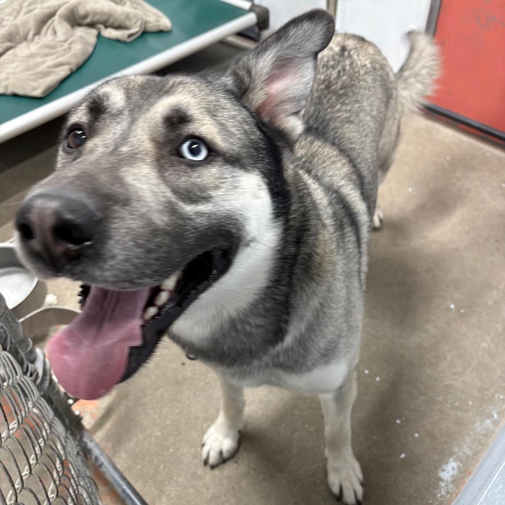 Enlarge Polar, a ADOPTABLE Husky in Crookston, MN image 1/2
