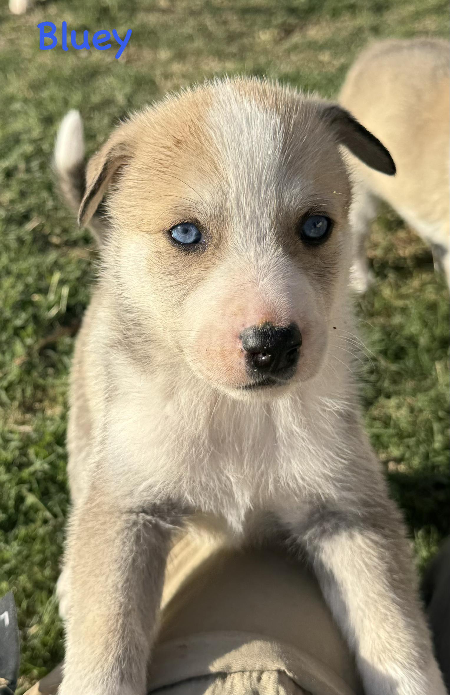 Bear (Litter of 9, Adorable, Cute Baby, Happy, Loving, Cuddles)