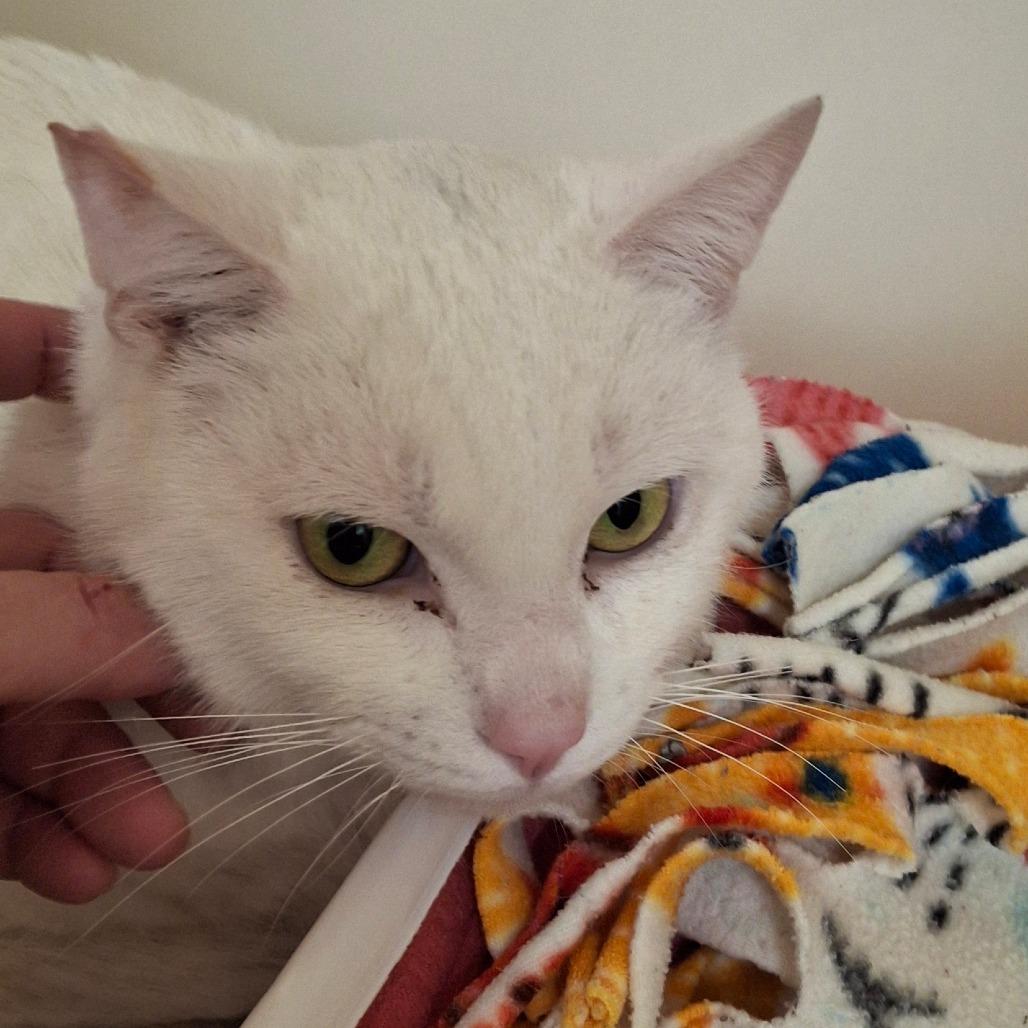Blanko, Adoptable, Adult Male Domestic Short Hair.