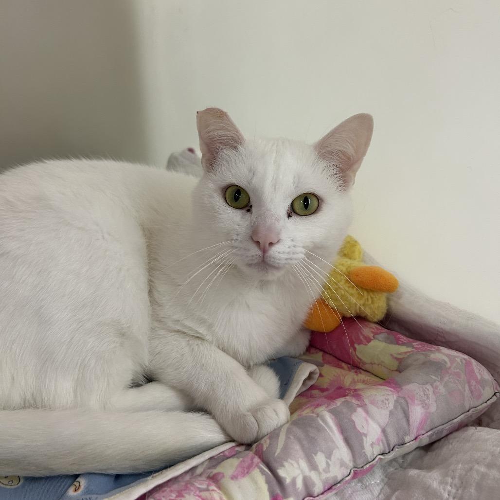 Enlarge Blanko, a Adoptable Domestic Short Hair in Zanesville, OH image 2/3