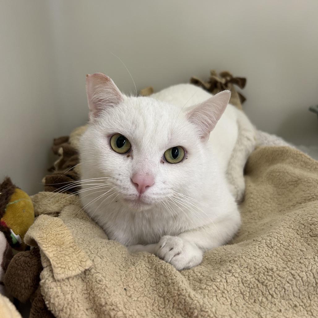 Enlarge Blanko, a Adoptable Domestic Short Hair in Zanesville, OH image 3/3