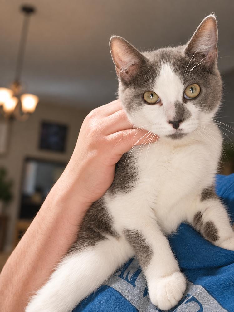 Enlarge Lock, a Adoptable Domestic Short Hair in DELTONA, FL image 1/3