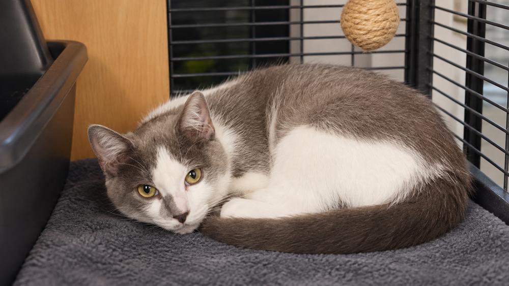 Enlarge Lock, a Adoptable Domestic Short Hair in DELTONA, FL image 2/3