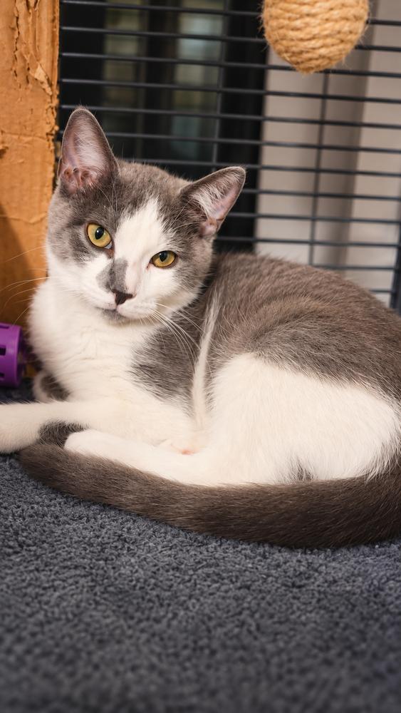 Enlarge Lock, a Adoptable Domestic Short Hair in DELTONA, FL image 3/3