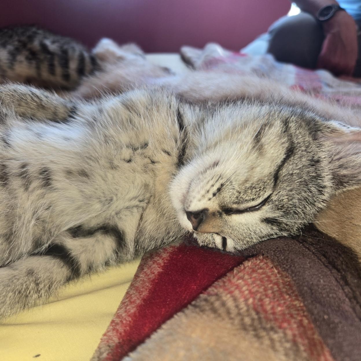 Enlarge Link, a Adoptable Domestic Short Hair in Choteau, MT image 3/3