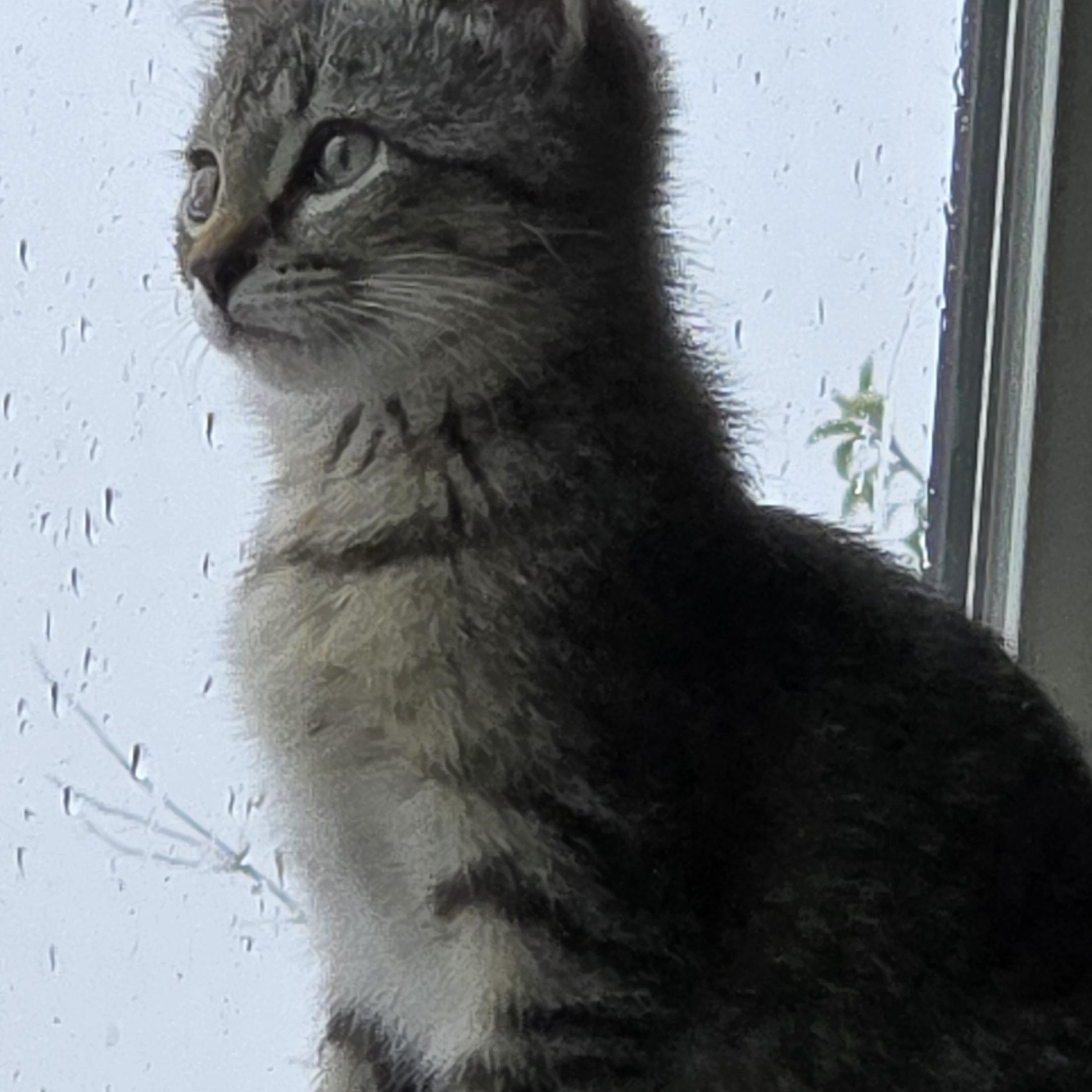 Enlarge Link, a Adoptable Domestic Short Hair in Choteau, MT image 2/3