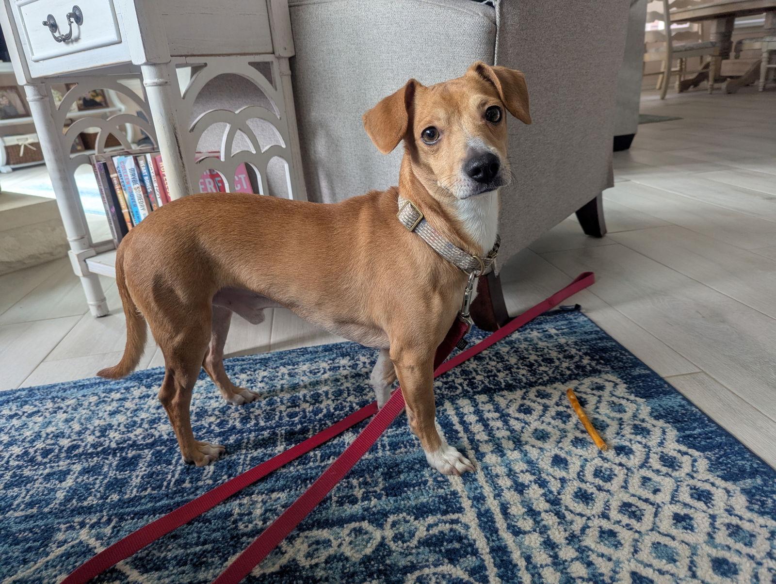 Mojo, Adoptable, Young Male Dachshund.