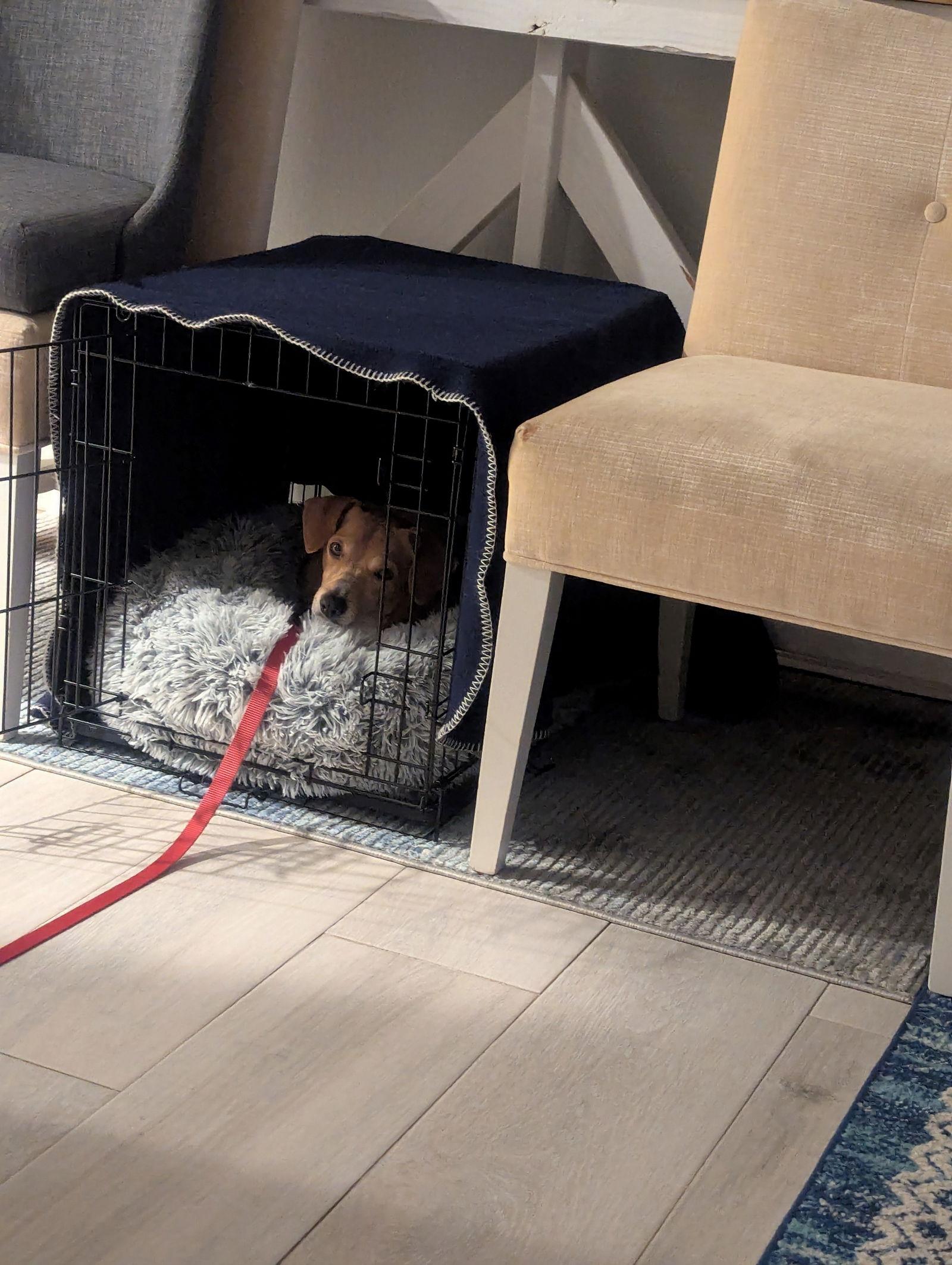 Enlarge Mojo, a Adoptable Dachshund in Austin, TX image 2/3