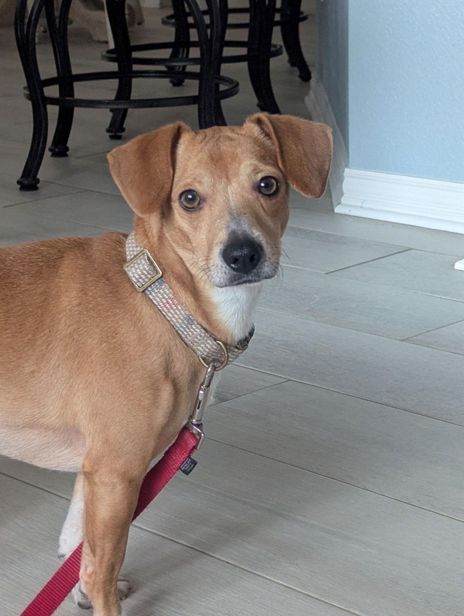 Enlarge Mojo, a Adoptable Dachshund in Austin, TX image 3/3