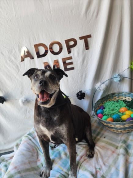 Enlarge SHEBA, a Adoptable Pit Bull Terrier in Chatsworth, CA image 1/1