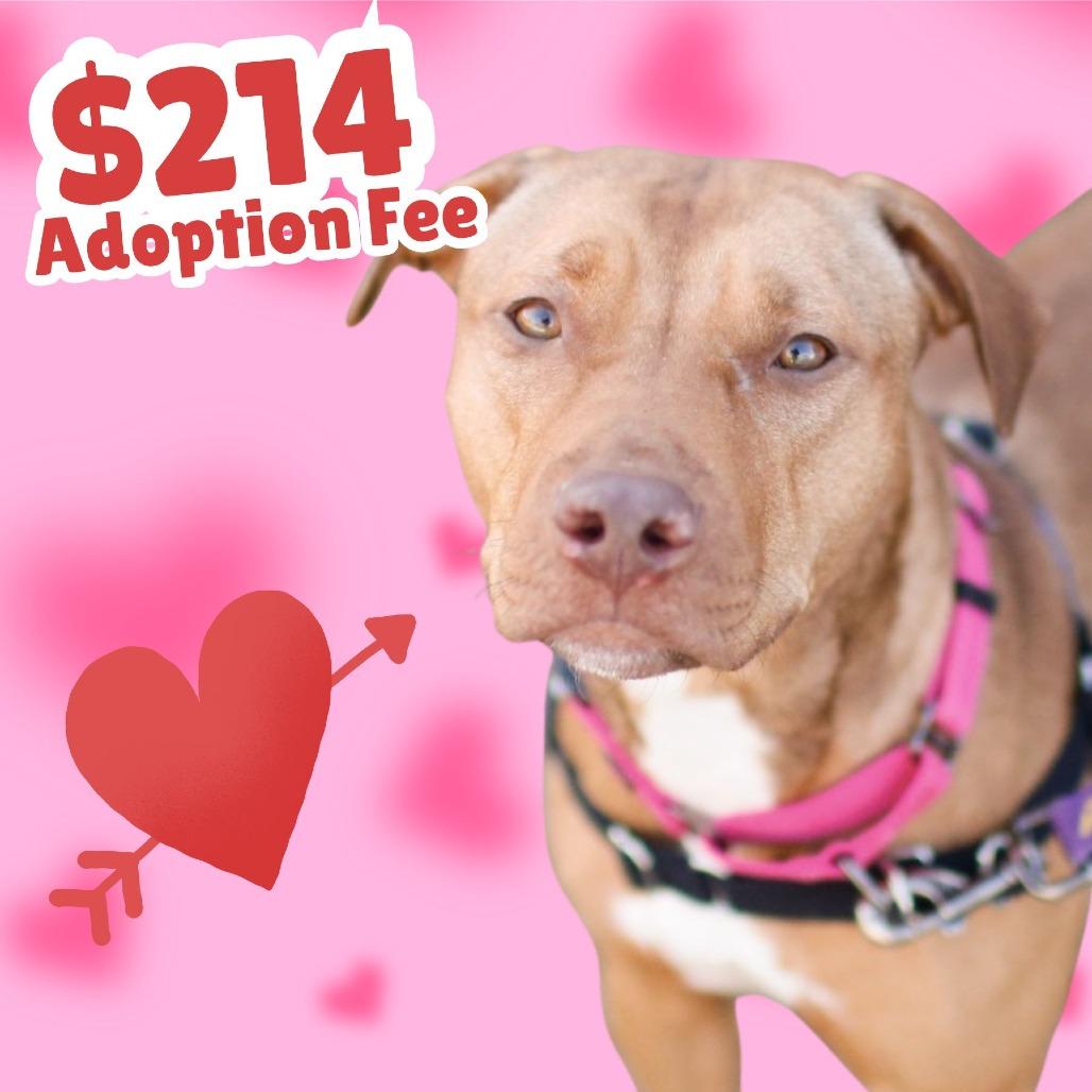 Ruby, Adoptable, Young Female Mixed Breed.