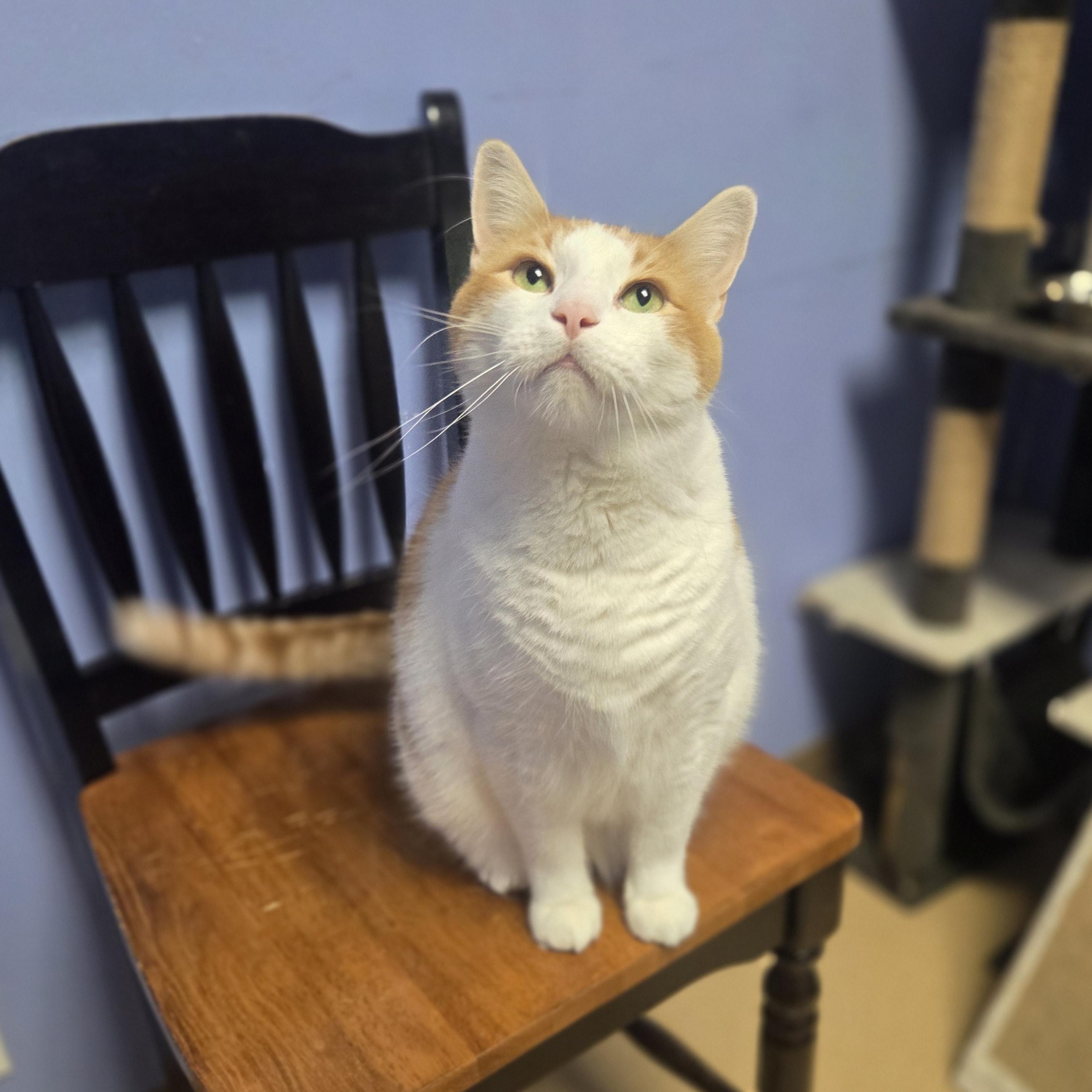 Sir Theodore of Orangely, ADOPTABLE, Senior Male Domestic Short Hair.