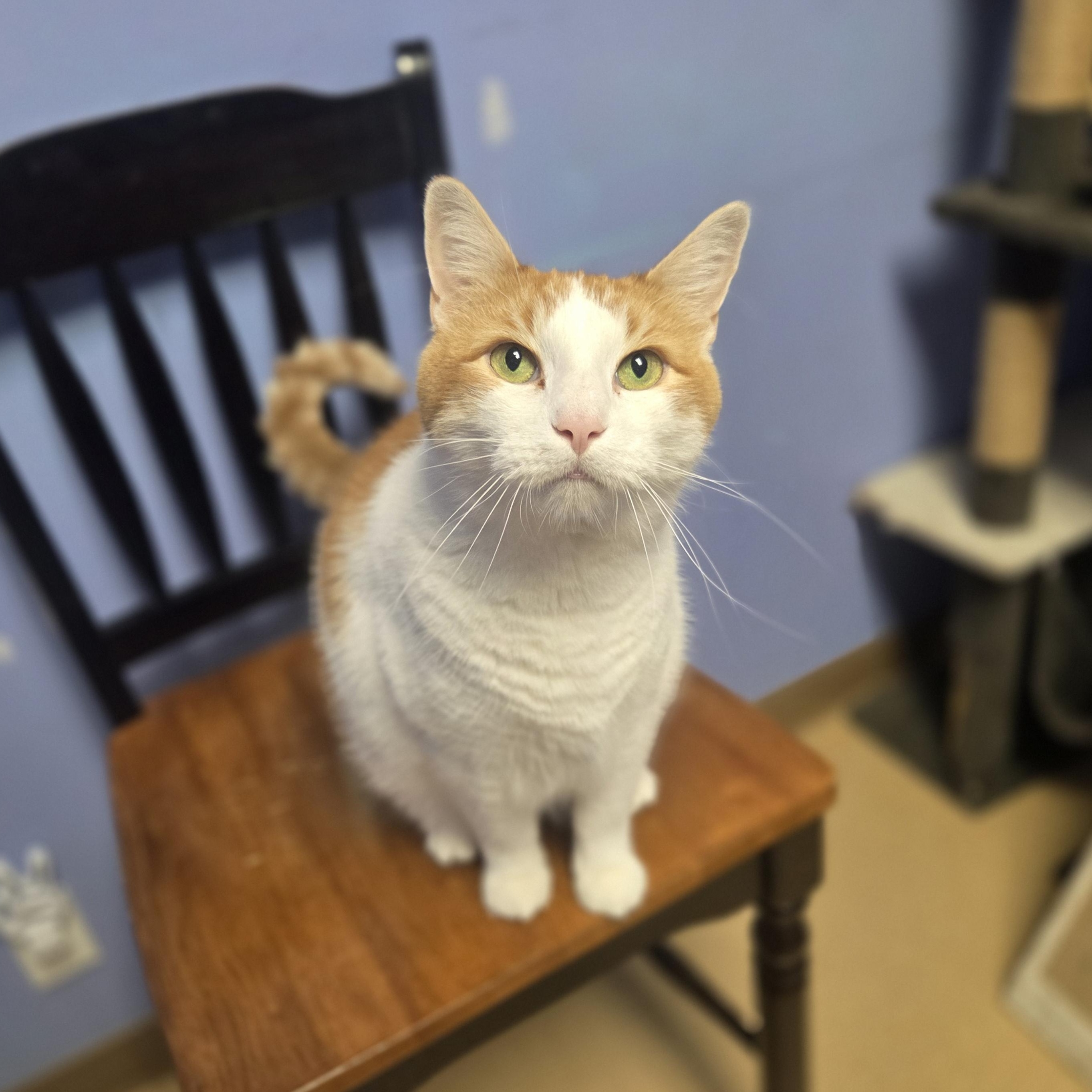 Sir Theodore of Orangely, a ADOPTABLE Domestic Short Hair in Brookings, SD image 3/3