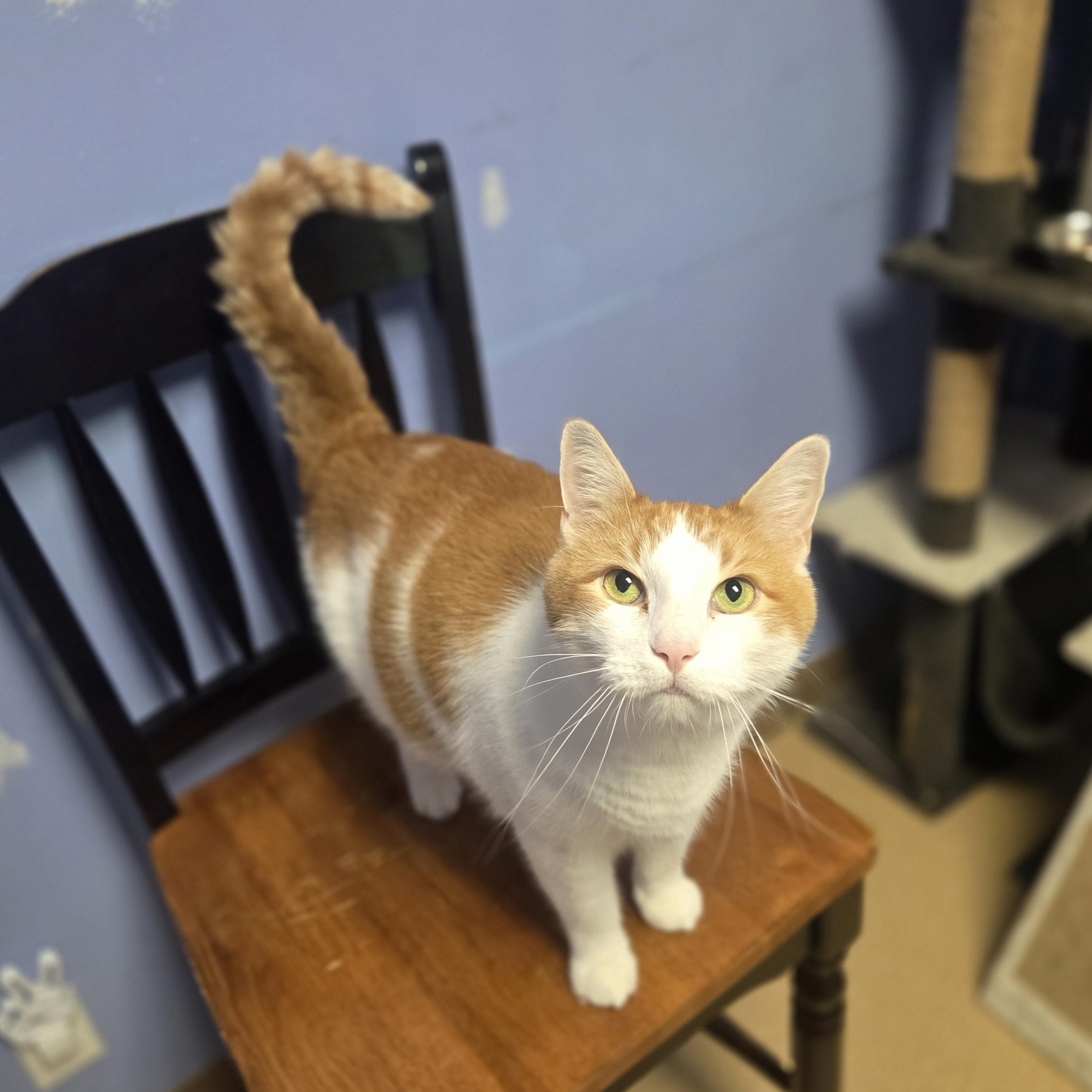 Sir Theodore of Orangely, a ADOPTABLE Domestic Short Hair in Brookings, SD image 2/3