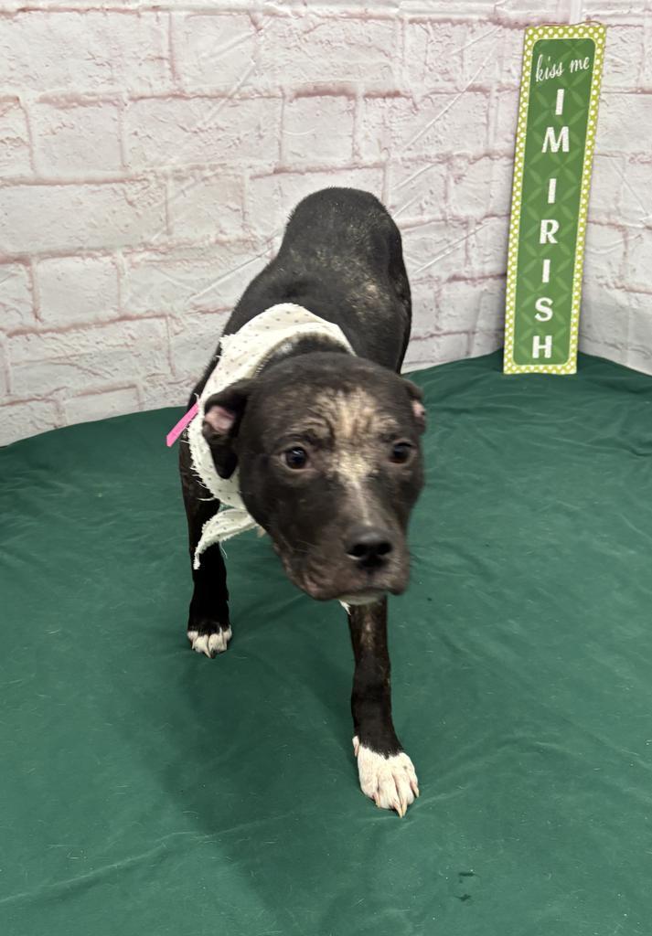 Enlarge Alicia, a Adoptable mixed breed in Detroit, MI image 1/6
